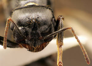 Messor capitatus - Vue taxonomique