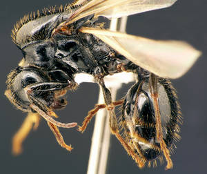 Messor capitatus - Vue taxonomique