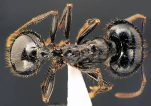 Messor capitatus - Vue taxonomique