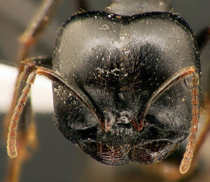 Messor capitatus - Vue taxonomique