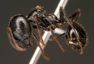 Messor capitatus - Vue taxonomique