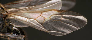 Messor capitatus - Détail des ailes