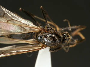 Messor capitatus - Vue taxonomique