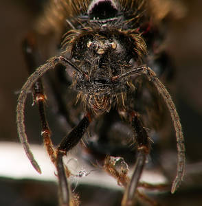 Messor capitatus - Vue taxonomique