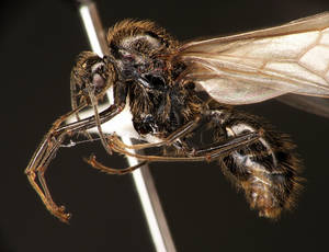 Messor capitatus - Vue taxonomique