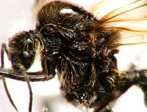 Messor capitatus - profil-thorax - male