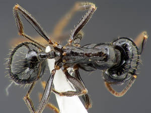 Messor capitatus - Vue taxonomique