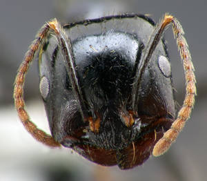 Messor capitatus - Vue taxonomique