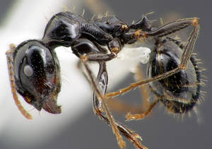 Messor capitatus - Vue taxonomique