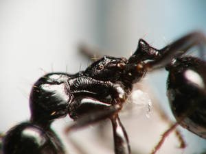 Messor capitatus - profil-thorax - media