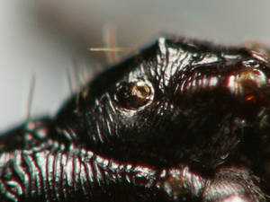 Messor capitatus - spiracle - media