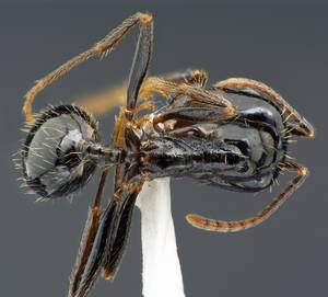 Messor capitatus - Vue taxonomique