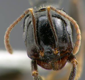 Messor capitatus - Vue taxonomique