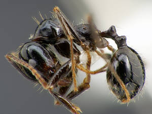 Messor capitatus - Vue taxonomique