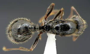 Messor structor - Vue taxonomique