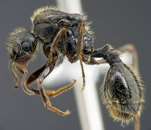 Messor structor - Vue taxonomique