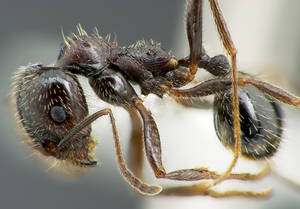 Messor structor - Vue taxonomique