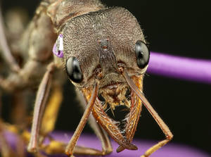 Myrmecia forceps - Vue taxonomique