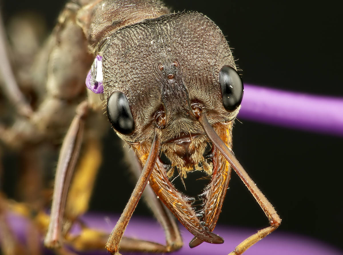 Myrmecia forceps - Ouvrière en vue taxonomique, macrophotographie scientifique