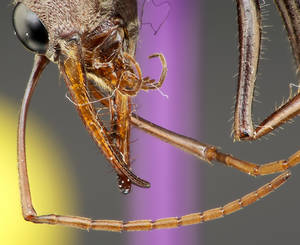 Myrmecia forceps - Détail de l'antenne