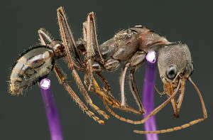Myrmecia forceps - Vue taxonomique