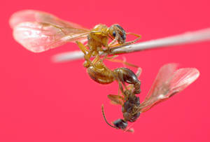 Myrmica ruginodis - male-ensemble-inverse - gyne