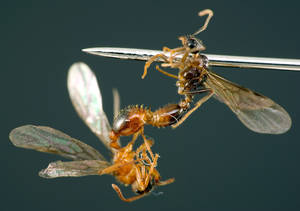 Myrmica ruginodis - Vue d'ensemble