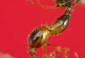 Myrmica ruginodis - male-gastres-zoom-2 - gyne
