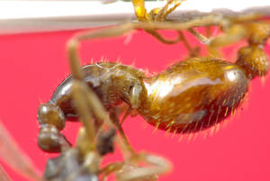 Myrmica ruginodis - male-gastres-zoom-3 - gyne