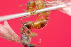 Myrmica ruginodis - Vue taxonomique