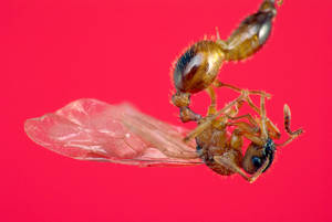 Myrmica ruginodis - profil - gyne