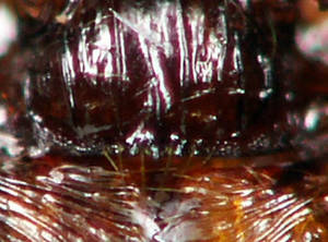 Myrmica ruginodis - Vue taxonomique