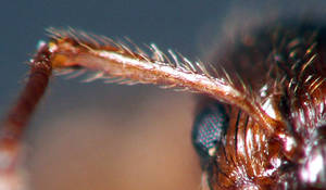 Myrmica ruginodis - Vue taxonomique