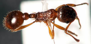 Myrmica ruginodis - Vue taxonomique