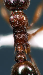 Myrmica ruginodis - Vue taxonomique