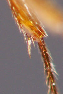 Myrmica ruginodis - Vue taxonomique