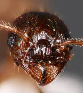 Myrmica ruginodis - Vue taxonomique