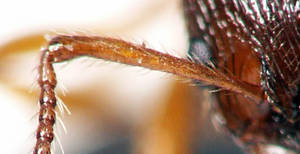 Myrmica ruginodis - Vue taxonomique