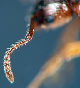 Myrmica ruginodis - Vue taxonomique