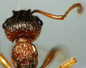Myrmica ruginodis - Vue taxonomique