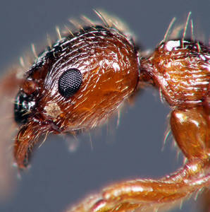 Myrmica ruginodis - Vue taxonomique