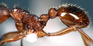 Myrmica ruginodis - Vue taxonomique