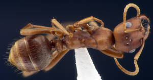 Polyergus rufescens - Vue taxonomique