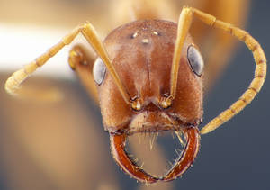 Polyergus rufescens - Vue taxonomique