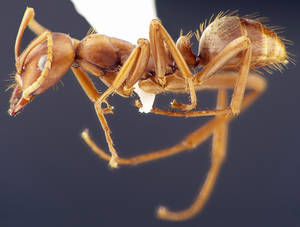 Polyergus rufescens - Vue taxonomique