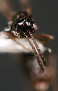Ponera coarctata - Vue taxonomique