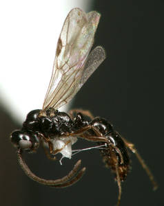 Ponera coarctata - Vue taxonomique
