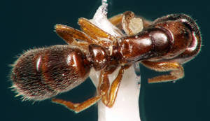 Ponera coarctata - Vue taxonomique