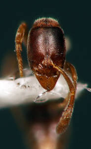 Ponera coarctata - Vue taxonomique