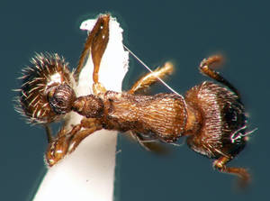 Tetramorium caespitum - Vue taxonomique
